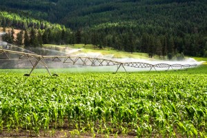 irrigation dreamstime_s_126086179